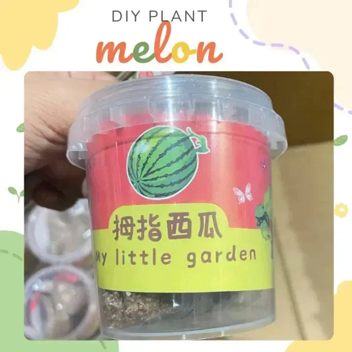 My Little Garden DIY Indoor Plant Kit