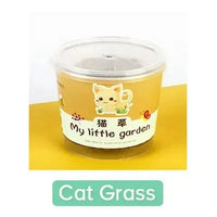 My Little Garden DIY Indoor Plant Kit