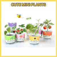 My Little Garden DIY Indoor Plant Kit