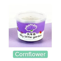 My Little Garden DIY Indoor Plant Kit