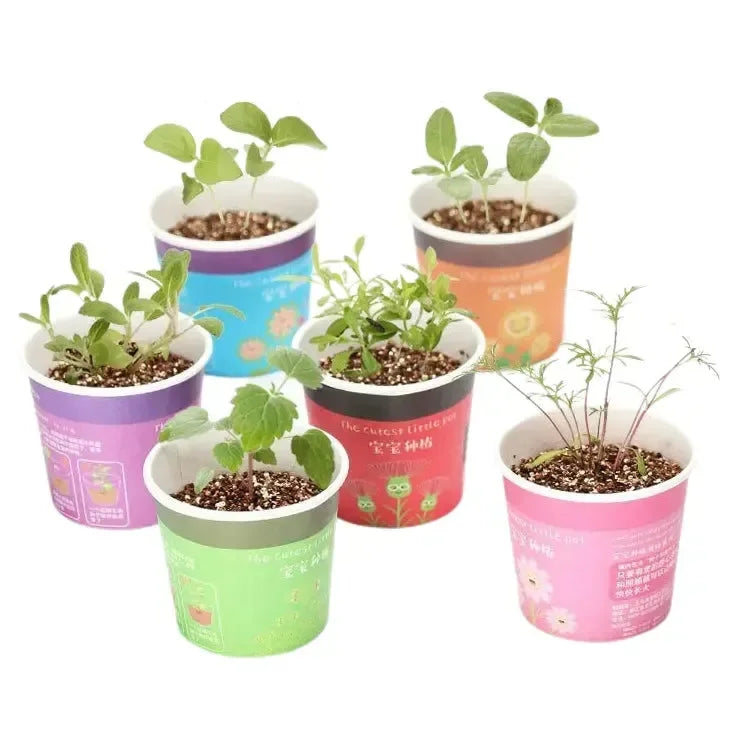 My Little Garden DIY Indoor Plant Kit