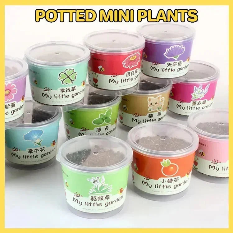 My Little Garden DIY Indoor Plant Kit