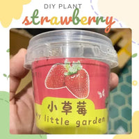 My Little Garden DIY Indoor Plant Kit