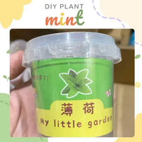My Little Garden DIY Indoor Plant Kit