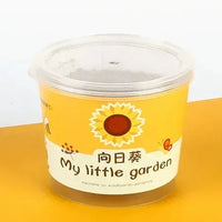 My Little Garden DIY Indoor Plant Kit