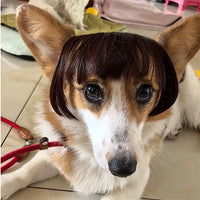Pet Wig Dog Wig Pet Supplies Pet Accessories Curly Hair Straight Hair Cat Wig DIY trimmed party queen - Bear Hugs