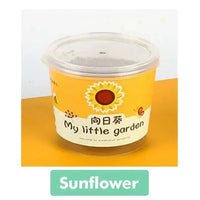 My Little Garden DIY Indoor Plant Kit