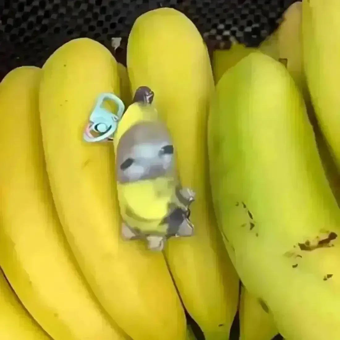 buy-crying-banana-cat-voice-