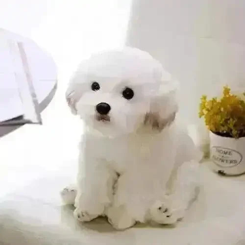 24 cm Real-like Maltese Dog Plush