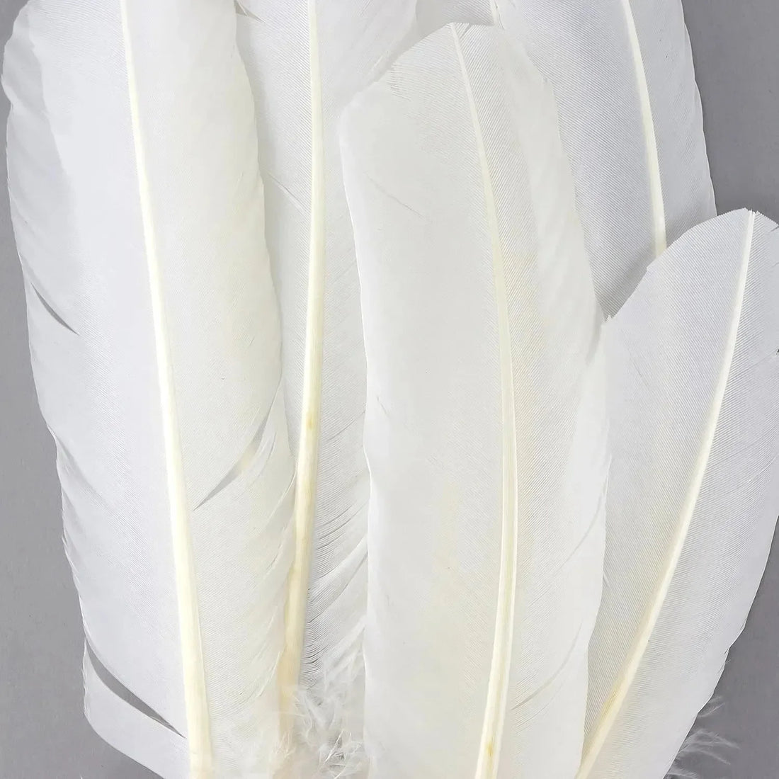Realistic Goose Feather Pen - Bear Hugs