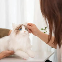 Chongker Hyper Realistic Ragdoll Cat - Bear Hugs