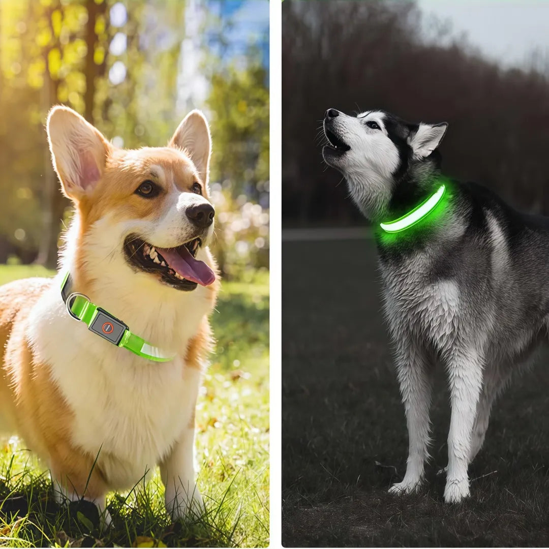 Neon Guardian Luminous Pet Collar