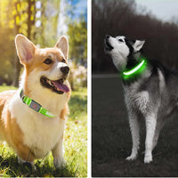Neon Guardian Luminous Pet Collar