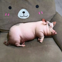 Truffle-Snuffler Ultra-Realistic Sleeping Piglet Plush