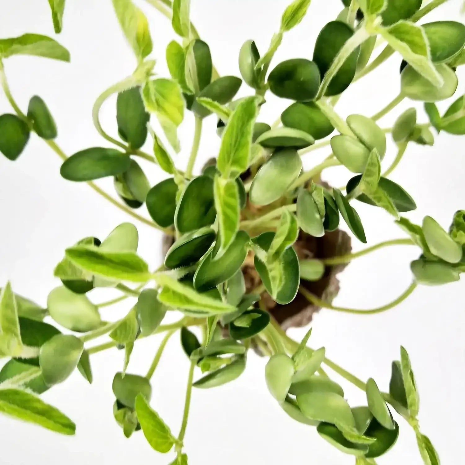 Guardian Groot Pot & Pen Holder