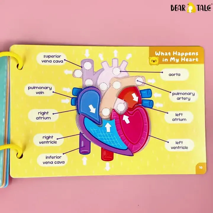 My Body My Organs Early Learning Busy Book