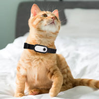 Pet Perspective 360 Pet Collar Camera