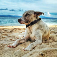 Pet Perspective 360 Pet Collar Camera
