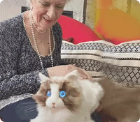 metaCat: Lifelike AI-Enabled Pet - Bear Hugs