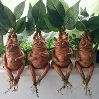 Realistic Mandrake Pullout Plant - Bear Hugs