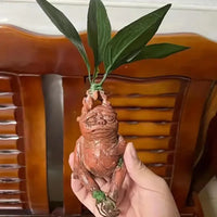 Realistic Mandrake Pullout Plant - Bear Hugs