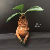 Realistic Mandrake Pullout Plant - Bear Hugs